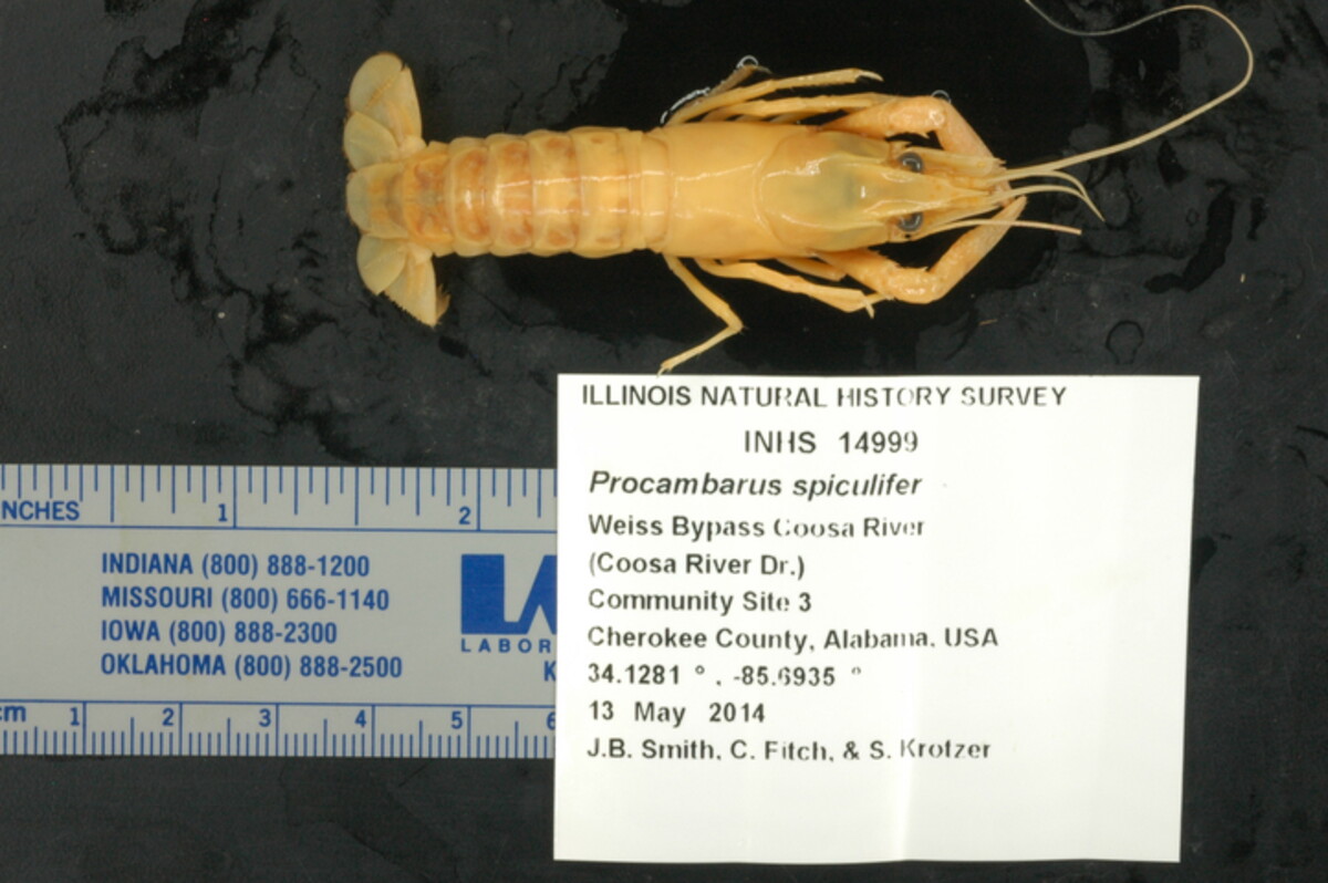 Procambarus spiculifer image